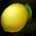 Symbol Citron automatu Fruits Go Multiply od SYNOT Games