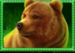 Symbol Medvěd automatu Buffalo Hunt od SYNOT Games