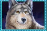 Symbol Vlk automatu Buffalo Hunt od SYNOT Games