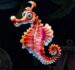 Symbol Červený mořský koník automatu Dolphin’s Wild Ride od SYNOT Games