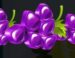 Symbol Hrozen automatu Dicey Fruits od SYNOT Games