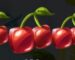 Symbol Třešeň automatu Dicey Fruits od SYNOT Games