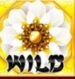 Symbol WILD Symbol automatu 8 Flowers od SYNOT Games