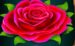 Symbol Růže automatu Wild Blooms od SYNOT Games