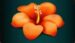 Symbol Oranžová kytky automatu Wild Blooms od SYNOT Games