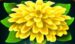 Symbol Pampeliška automatu Wild Blooms od SYNOT Games