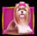 Symbol Shih-tzu automatu The Dog House od Pragmatic Play