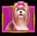 Symbol Shih-tzu automatu The Dog House Megaways od Pragmatic Play