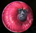 Symbol Růžová opice automatu 7 Monkeys™ od Pragmatic Play