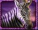 Symbol Zebra automatu African Elephant™ od Pragmatic Play