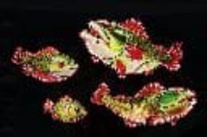 Symbol Ryby automatu Big Bass Halloween™ od Pragmatic Play