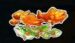 Symbol Ryba automatu Big Bass – Hold & Spinner™ od Pragmatic Play