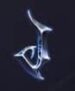Symbol Písmeno J automatu Book of Vampires od Tom Horn Gaming