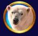 Symbol Lední medvěd automatu Frozen Queen od Tom Horn Gaming
