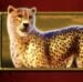 Symbol Gepard automatu Safari King od Pragmatic Play