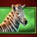 Symbol Zebra automatu Safari King od Pragmatic Play