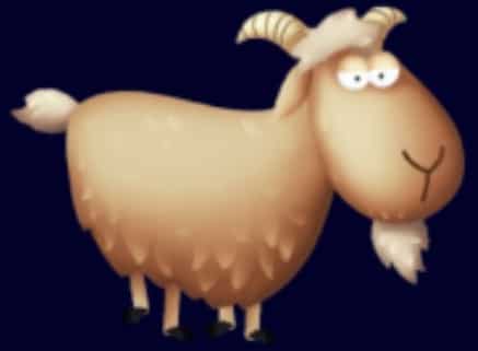 Beran - 5 Sheep